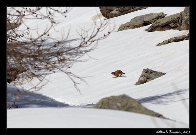 Alpes Maritimes - a marmot