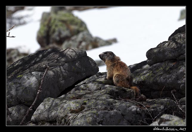 Alpes Maritimes - a marmot