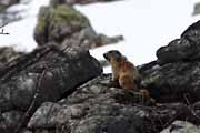 Alpes Maritimes - a marmot