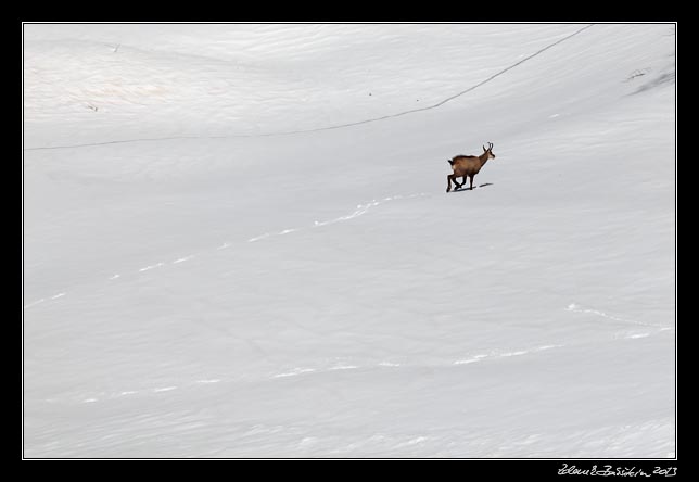 Alpes Maritimes - a chamois