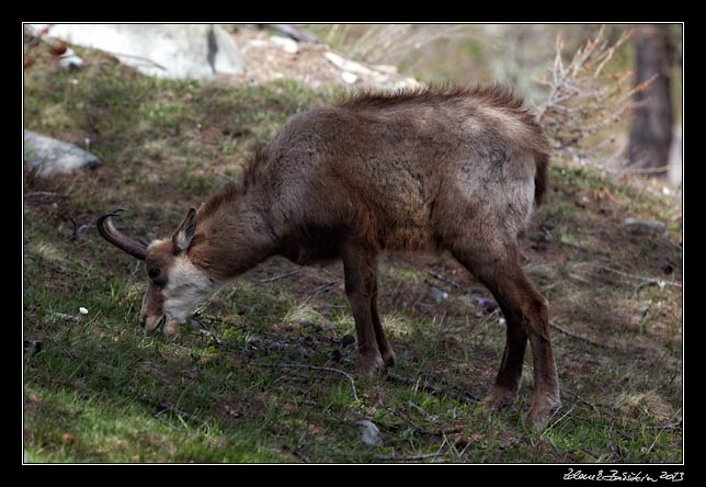 Alpes Maritimes - a chamois