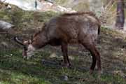 Alpes Maritimes - a chamois