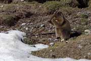 Alpes Maritimes - a marmot