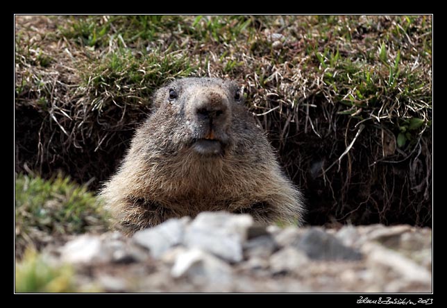 Alpes Maritimes - a marmot