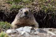 Alpes Maritimes - a marmot