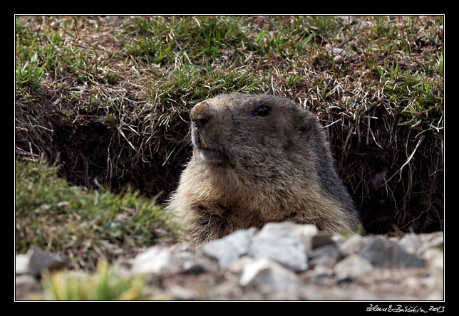 Alpes Maritimes - a marmot