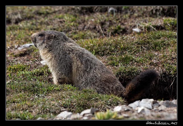 Alpes Maritimes - a marmot