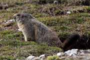 Alpes Maritimes - a marmot