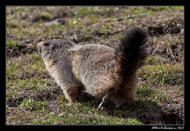 Alpes Maritimes - a marmot