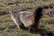 Alpes Maritimes - a marmot