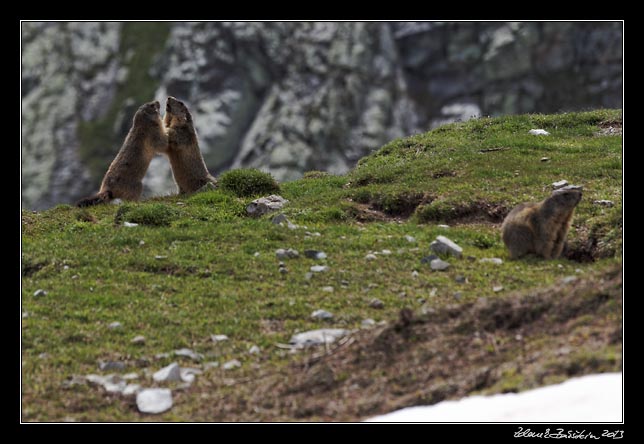 Alpes Maritimes - marmots