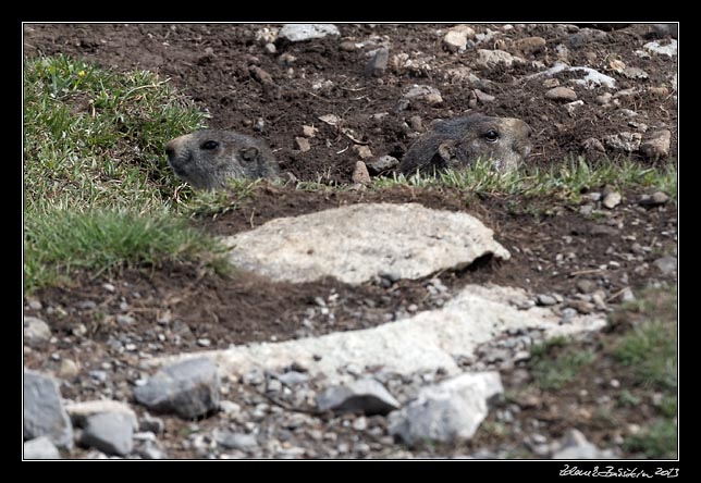 Alpes Maritimes - marmots