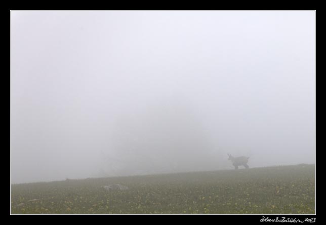 Alpes Maritimes - foggy chamois