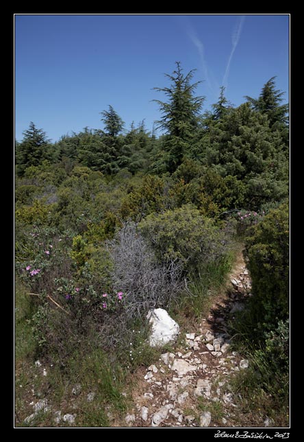 Montagne du Luberon - Massif des Cdres