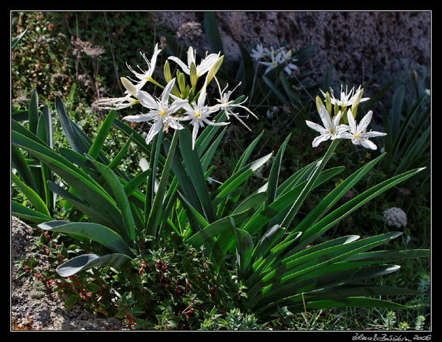 Capo Testa -