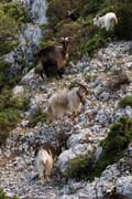 Baunei, Pedra Longa - goats