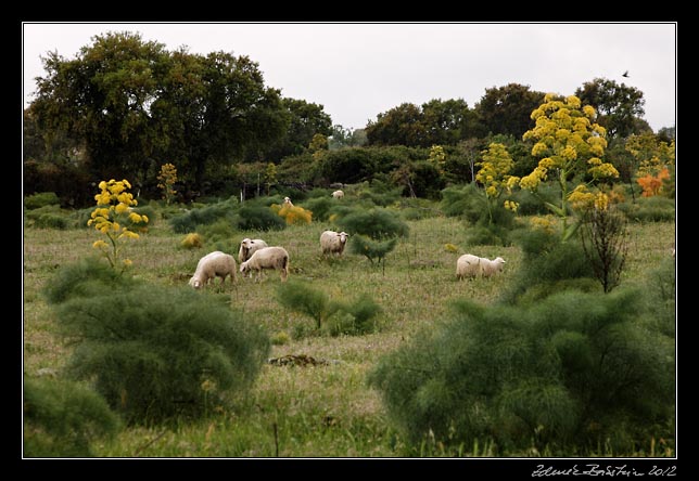 Nuraghe Losa -