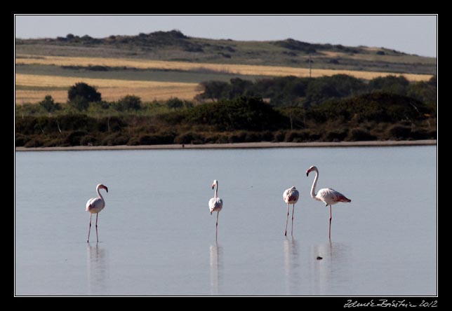 Sinis peninsula - Stagno Sale Porcus, flamegos