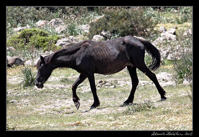 Giara di Gesturi - a wild horse