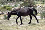 Giara di Gesturi - a wild horse