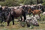 Giara di Gesturi - wild horses