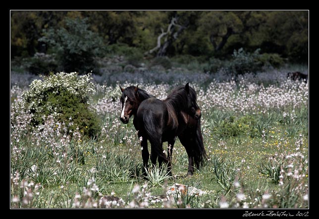 Giara di Gesturi - wild horses