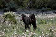 Giara di Gesturi - wild horses