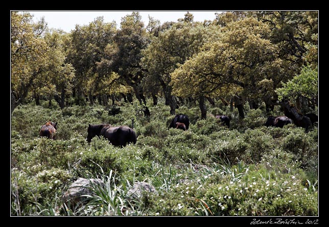 Giara di Gesturi - wild horses