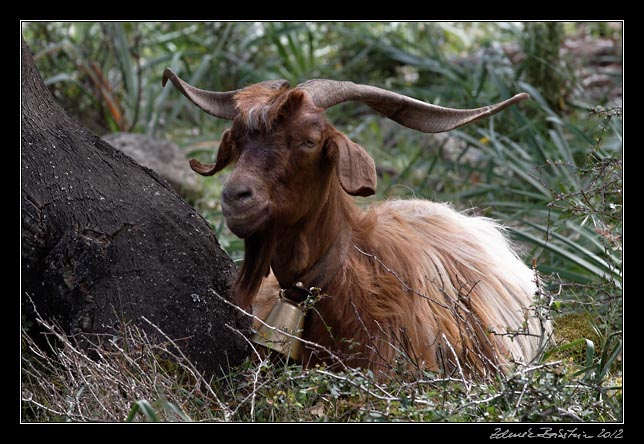 Giara di Gesturi - a goat