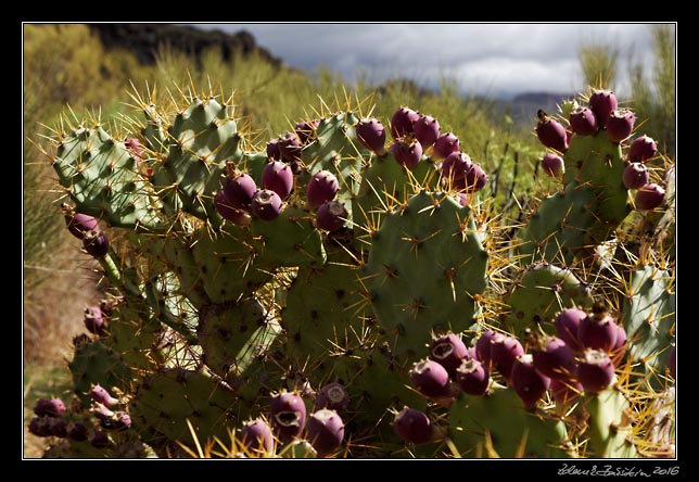 Teno - Guergues -