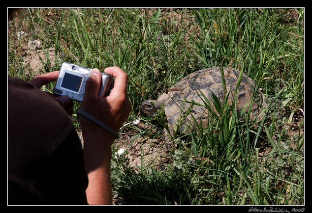 Turkey - Ahlat area - a turtle