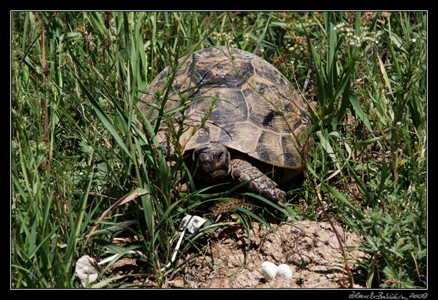 Turkey - Ahlat area - Nemrut Daği, a turtle