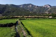 Turkey - rice fields at Dereky