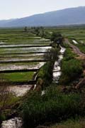 Turkey - rice fields at Dereky