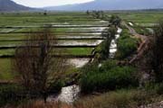 Turkey - rice fields at Dereky