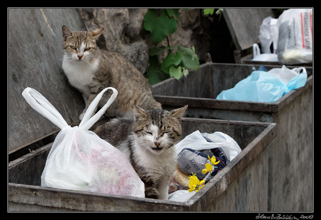 Turkey - battle cats