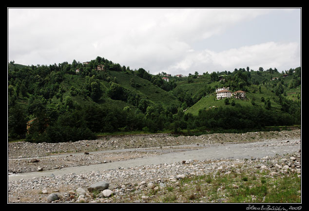 Turkey - tea bushes on hills near to Rize