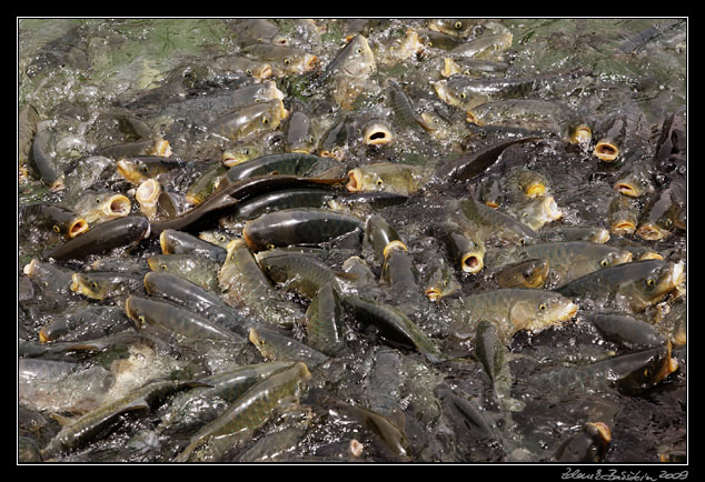 Turkey - anlıurfa province - anlıurfa - sacred carps