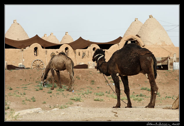 Turkey - anlıurfa province - Harran