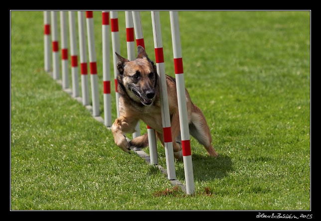 FMBB 2015, Agility 1, 8.5.2015