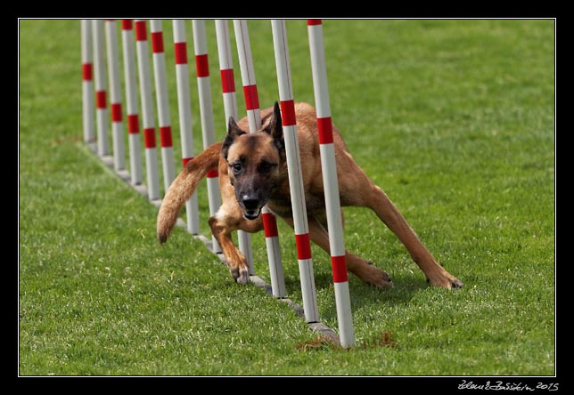 FMBB 2015, Agility 1, 8.5.2015