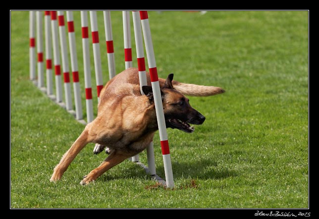 FMBB 2015, Agility 1, 8.5.2015