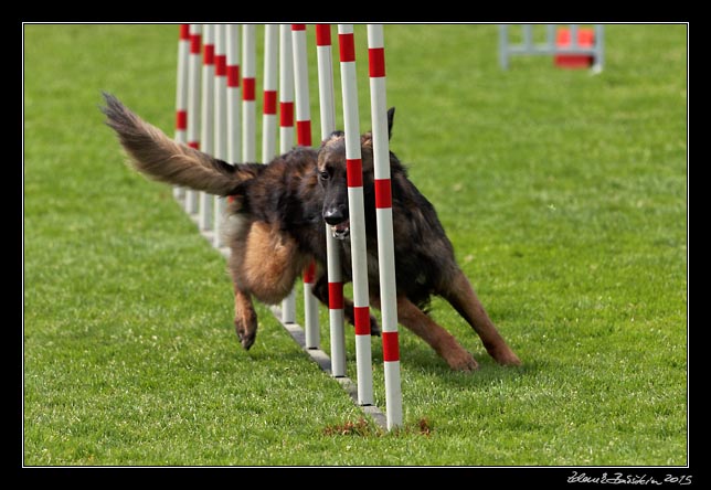 FMBB 2015, Agility 1, 8.5.2015