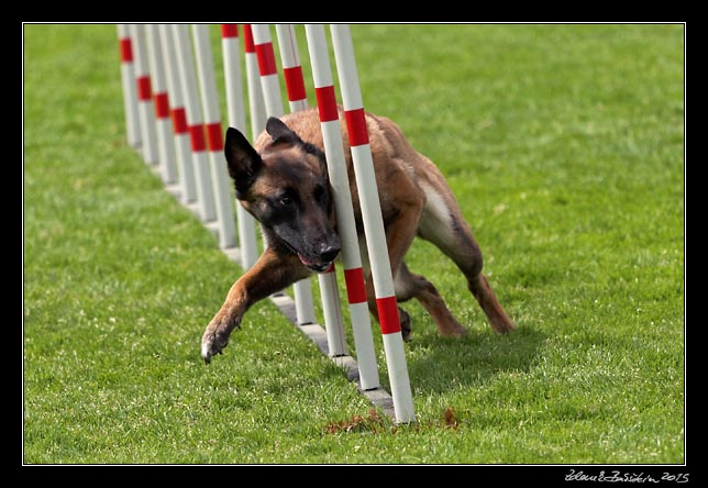 FMBB 2015, Agility 1, 8.5.2015