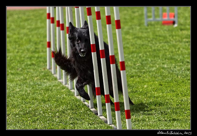 FMBB 2015, Agility 1, 8.5.2015