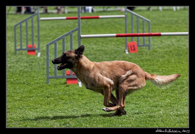 FMBB 2015, Agility 1, 8.5.2015