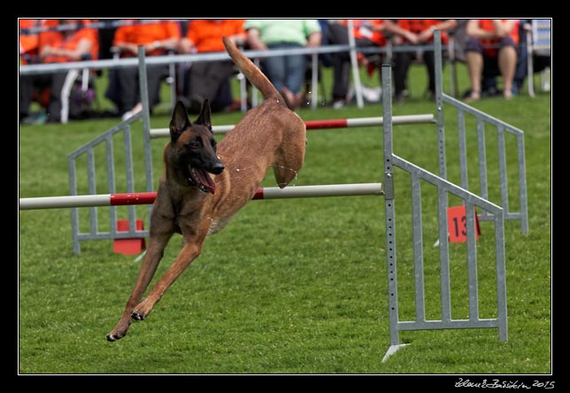 FMBB 2015, Agility 1, 8.5.2015