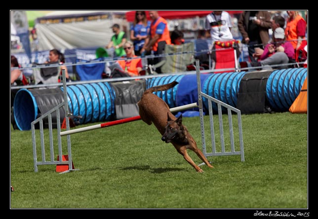 FMBB 2015, Agility 1, 8.5.2015