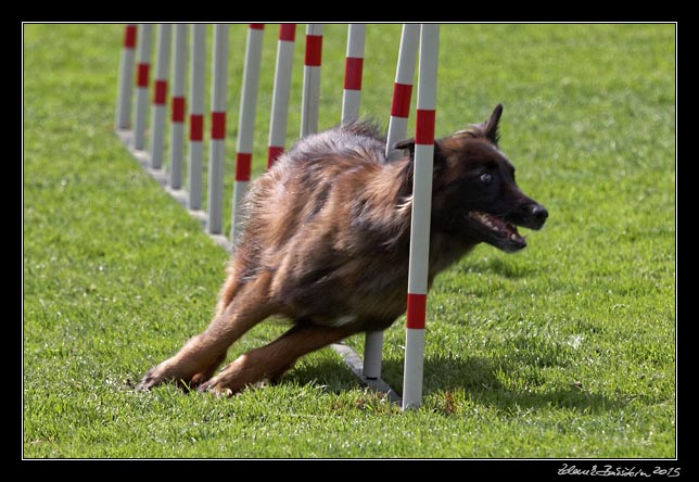 FMBB 2015, Agility 1, 8.5.2015