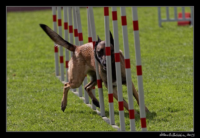 FMBB 2015, Agility 1, 8.5.2015